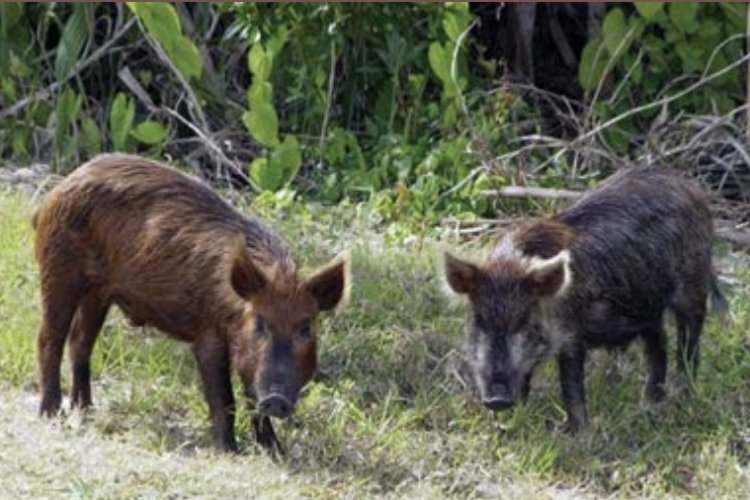 Sistema e IMA: acordo amplia capacitação e certificação rural